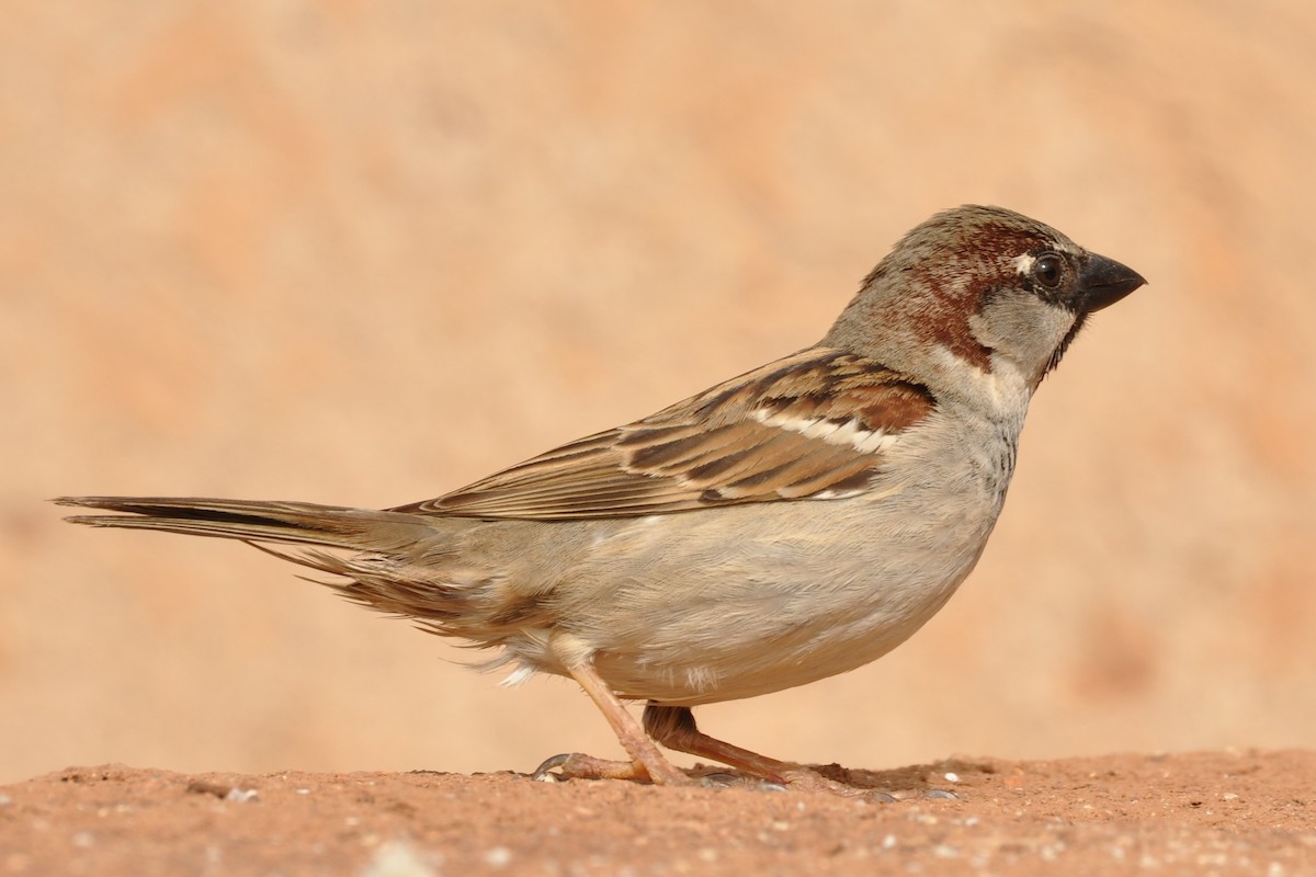 House Sparrow - Tom Heijnen