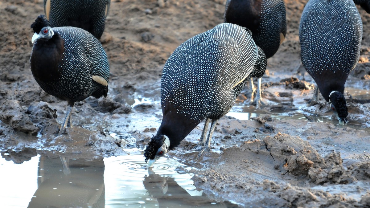 Southern Crested Guineafowl - Tom Heijnen