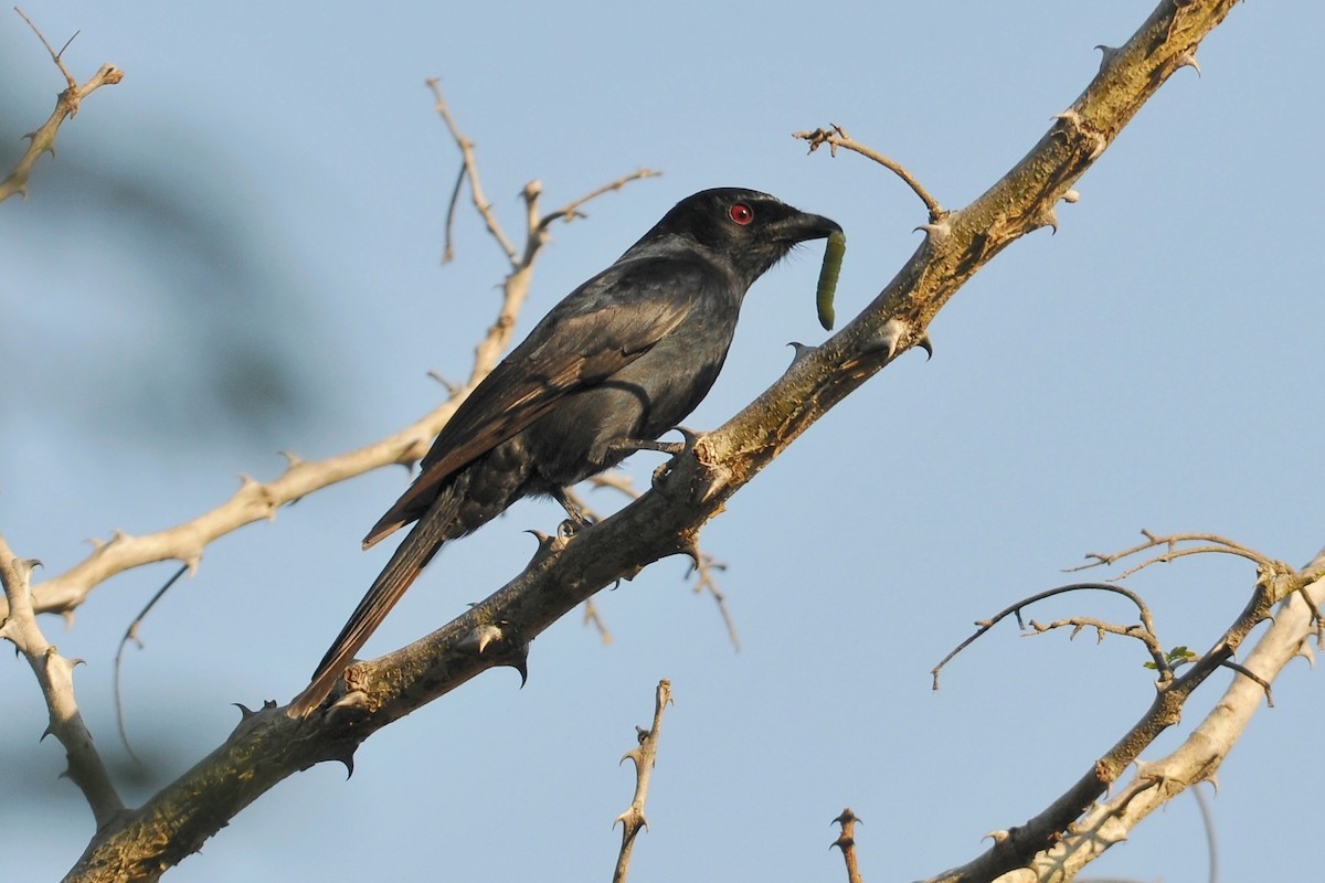 Fork-tailed Drongo - ML204132611
