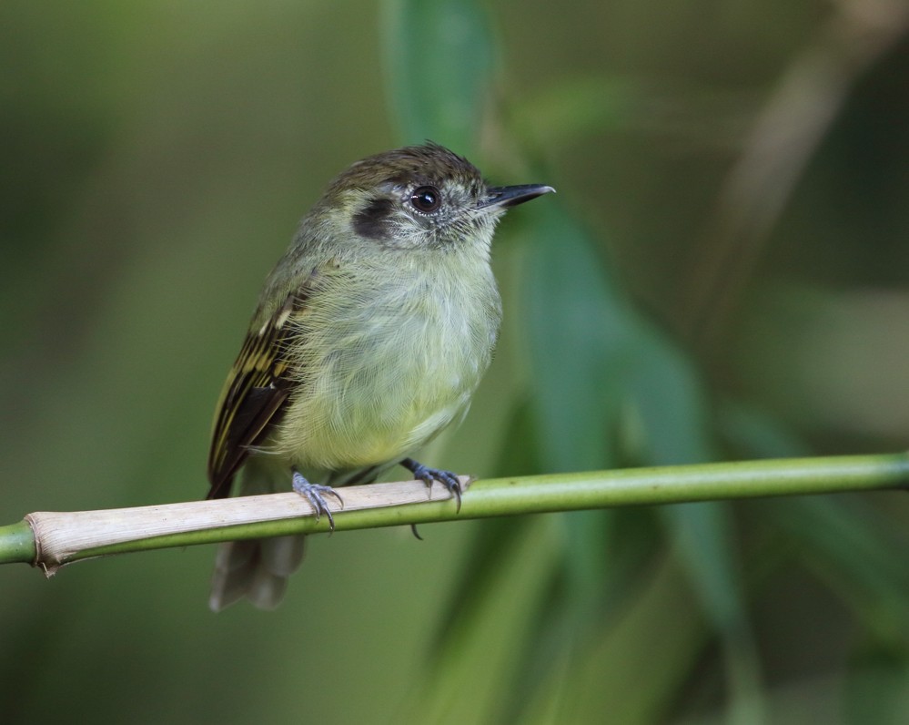 Sepia-capped Flycatcher - ML204132911