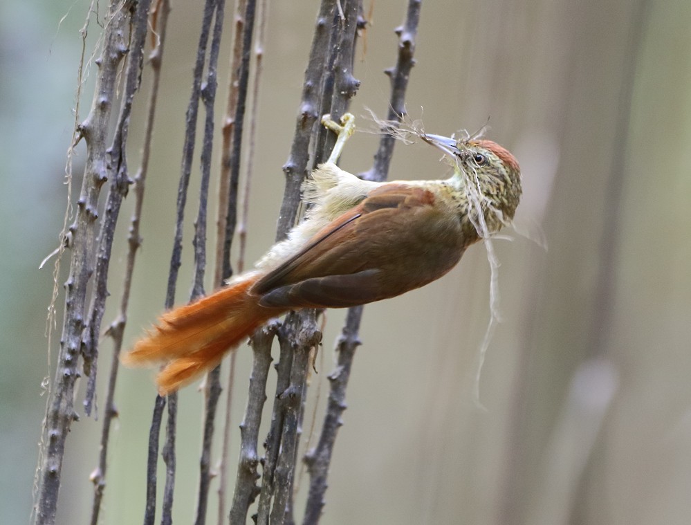 Speckled Spinetail - Anselmo  d'Affonseca