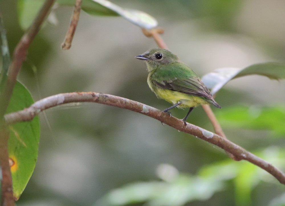 White-fronted Manakin - Anselmo  d'Affonseca