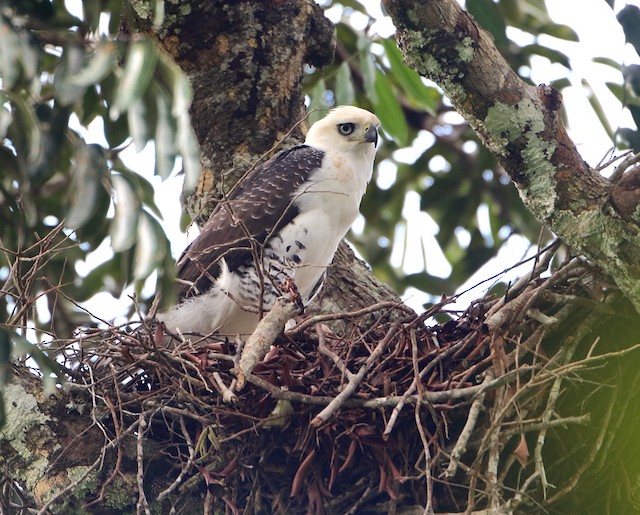 Possible confusion species: juvenile Ornate Hawk-Eagle (<em class="SciName notranslate">Spizaetus ornatus</em>). - Ornate Hawk-Eagle - 