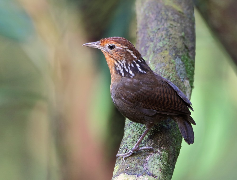 Musician Wren (Musician) - eBird