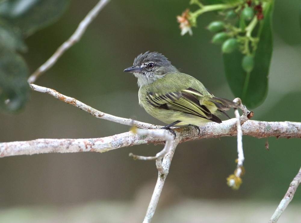 Gray-crowned Flatbill - ML204133181