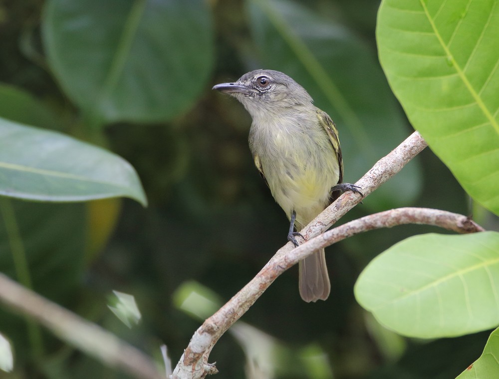 Gray-crowned Flatbill - ML204133191