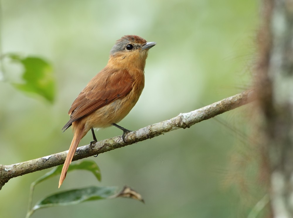 Chestnut-crowned Becard - Anselmo  d'Affonseca