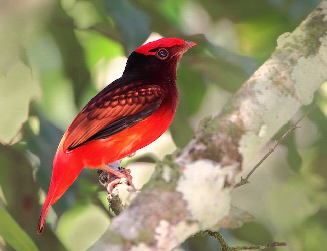 Guianan Red Cotinga Ebird