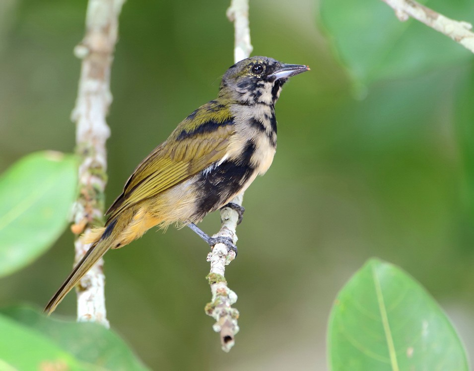 Fulvous-crested Tanager - ML204133351