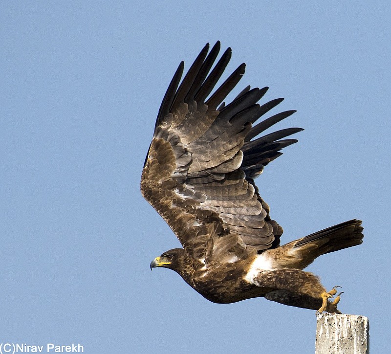 Tawny Eagle - jaysukh parekh Suman