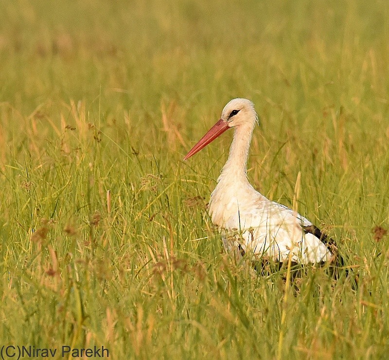 White Stork - jaysukh parekh Suman