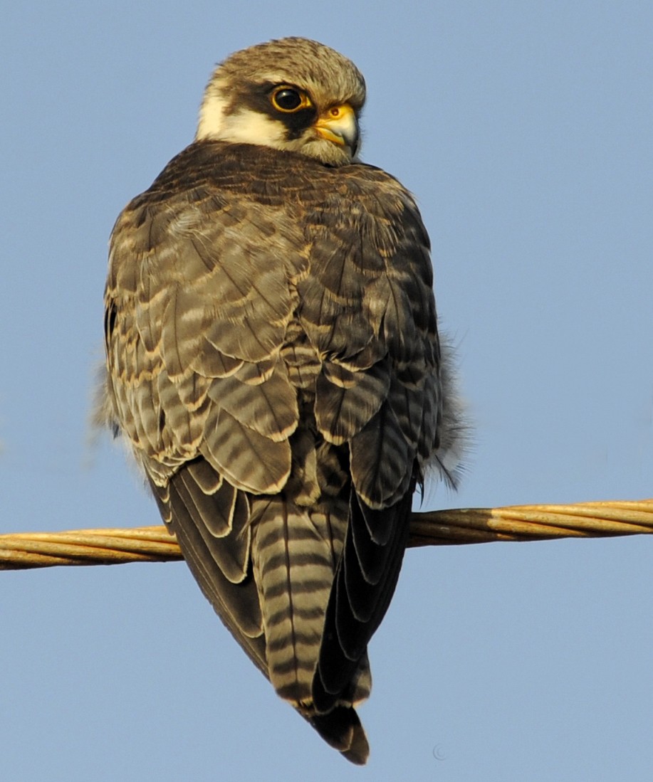 Amur Falcon - jaysukh parekh Suman