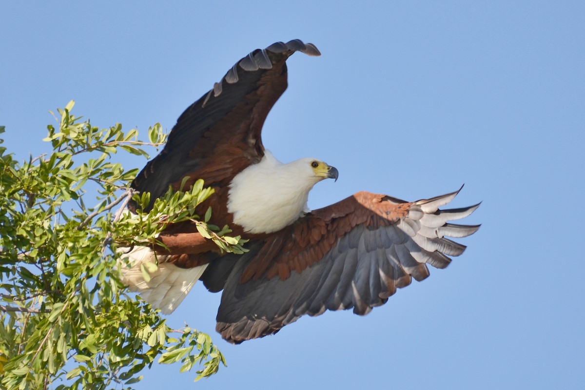 African Fish-Eagle - ML204134191