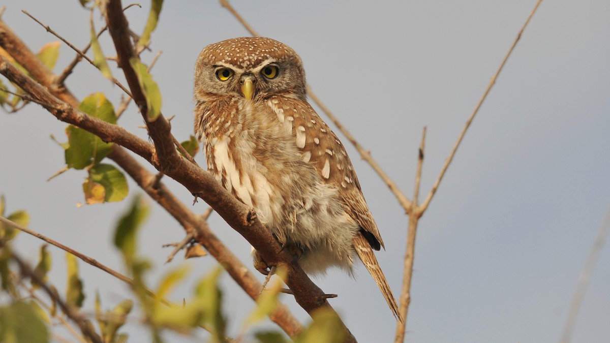 Pearl-spotted Owlet - ML204134331