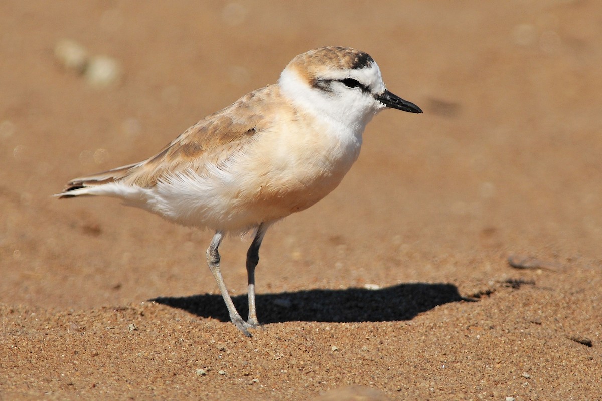 White-fronted Plover - ML204134371