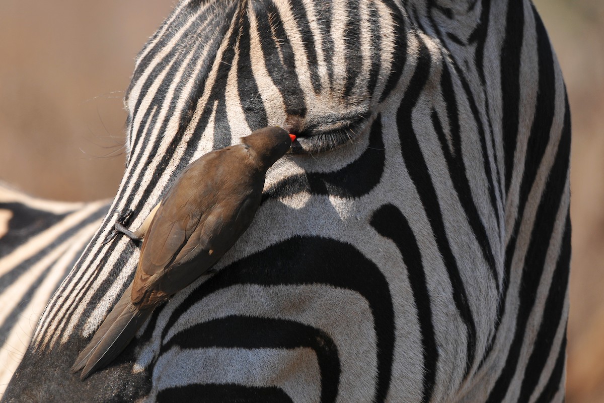 Red-billed Oxpecker - ML204134391