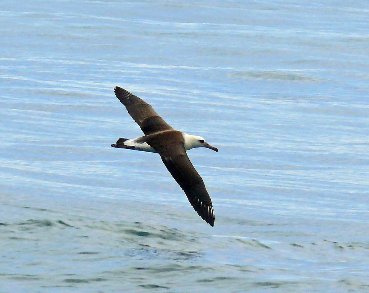 Laysan Albatross - Larry Meade
