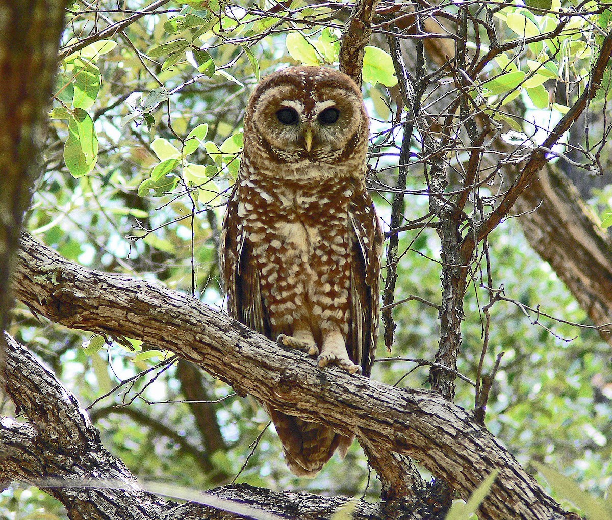 Spotted Owl (Mexican) - Larry Meade