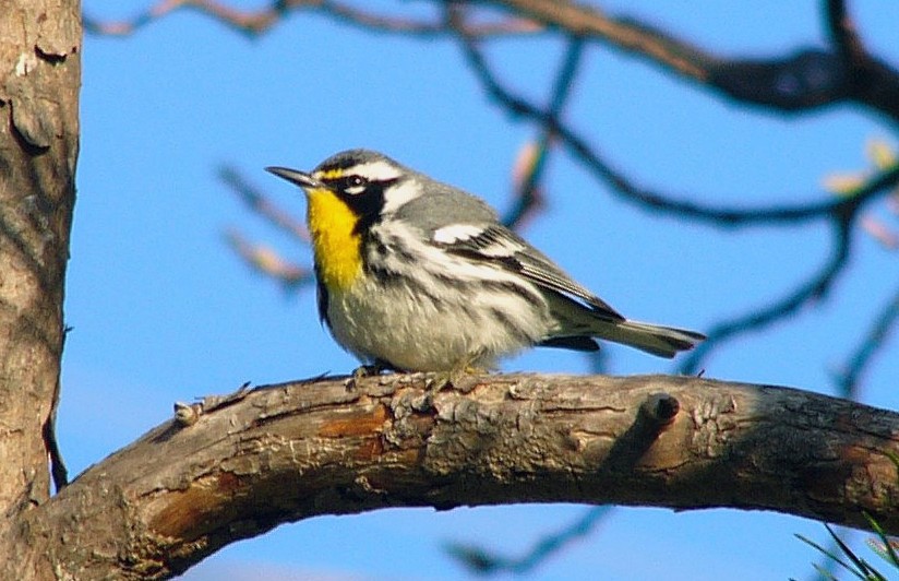 Yellow-throated Warbler - Larry Meade