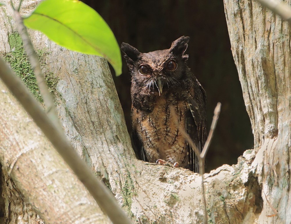 Tawny-bellied Screech-Owl (Tawny-bellied) - ML204134931