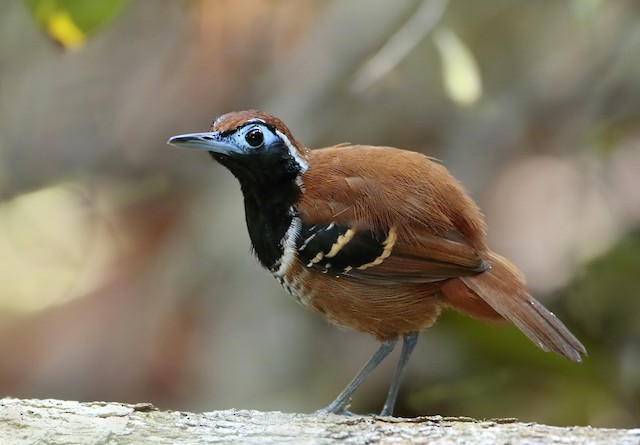 Common Scale-backed Antbird - eBird