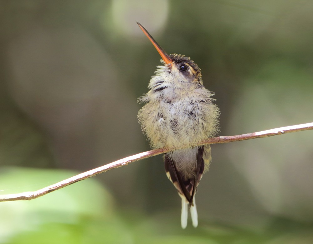kolibřík šídlozobý (ssp. bourcieri) - ML204134991