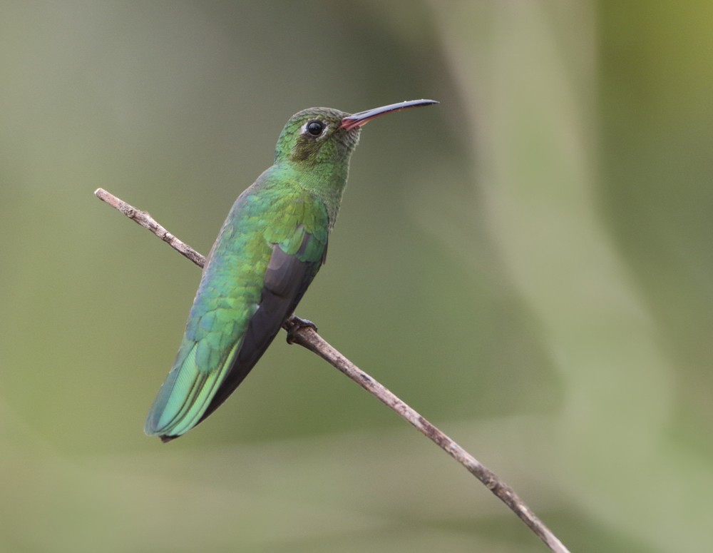 kolibřík zelenoocasý - ML204135001