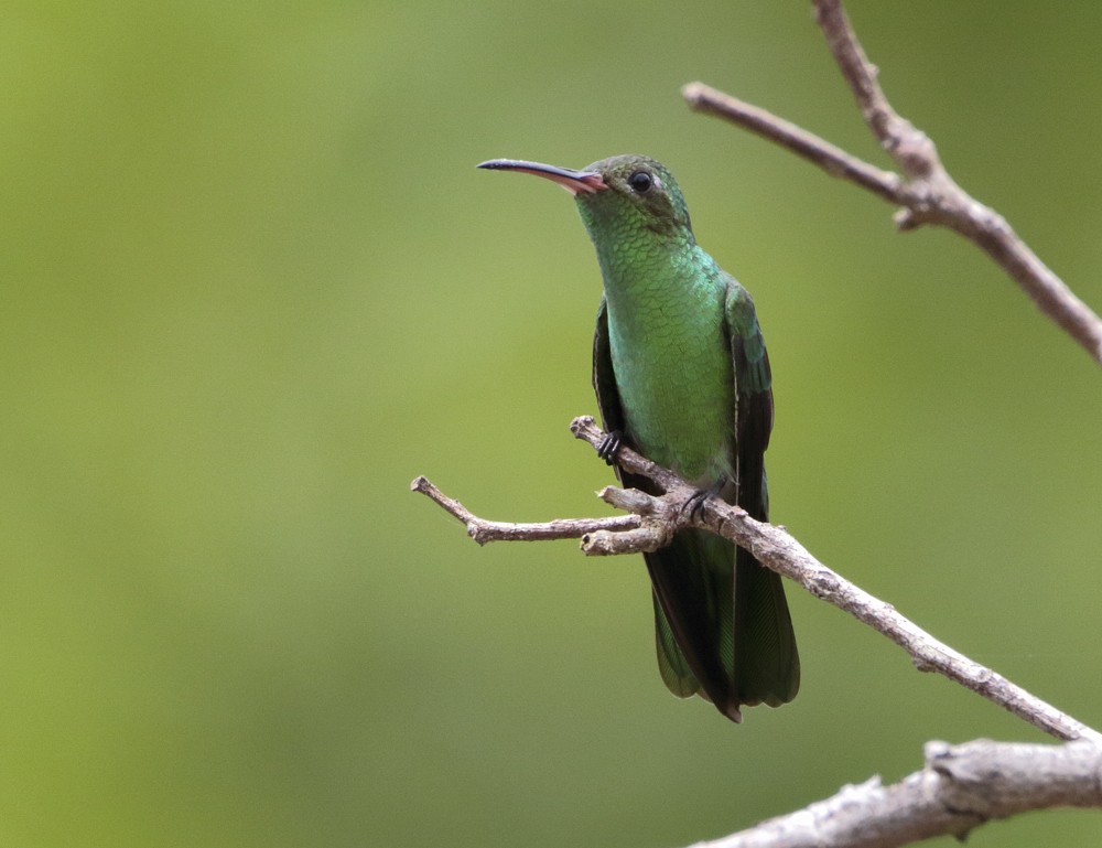 Зелёнохвостый колибри - ML204135011