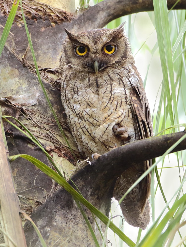 Tropical Screech-Owl - Anselmo  d'Affonseca