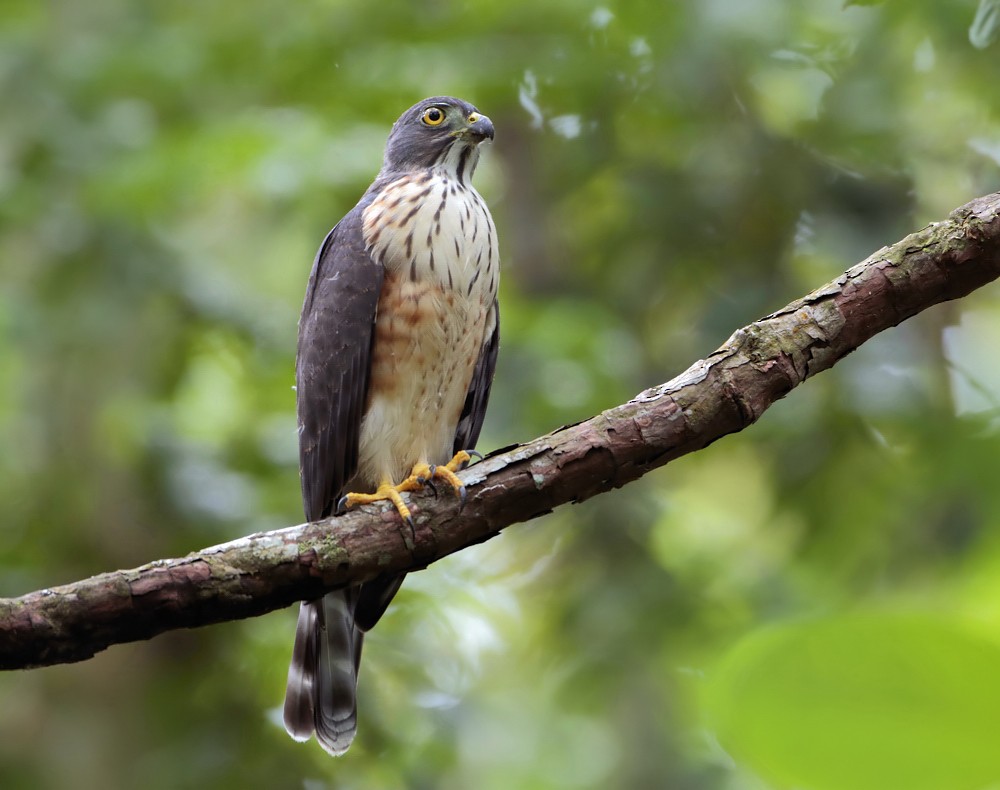 Double-toothed Kite - Anselmo  d'Affonseca