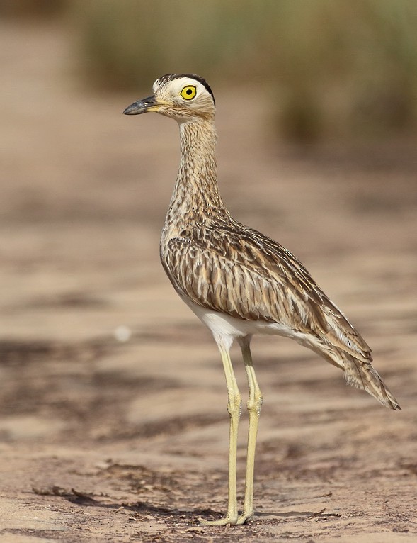 Double-striped Thick-knee - Anselmo  d'Affonseca