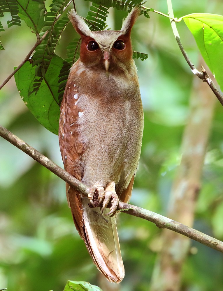 Crested Owl - ML204135221