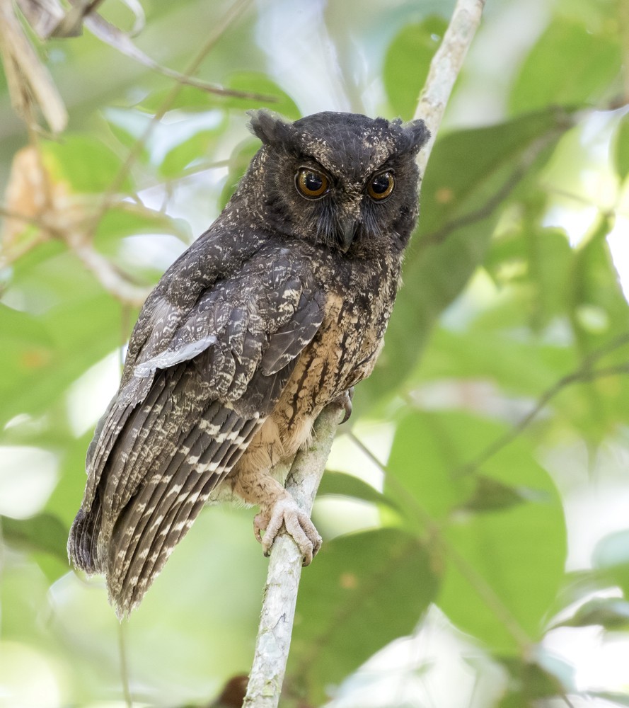 Tawny-bellied Screech-Owl (Tawny-bellied) - ML204135231