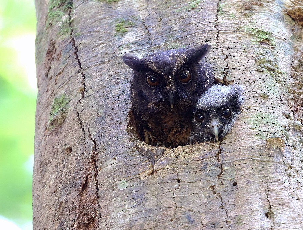 Tawny-bellied Screech-Owl (Tawny-bellied) - ML204135241