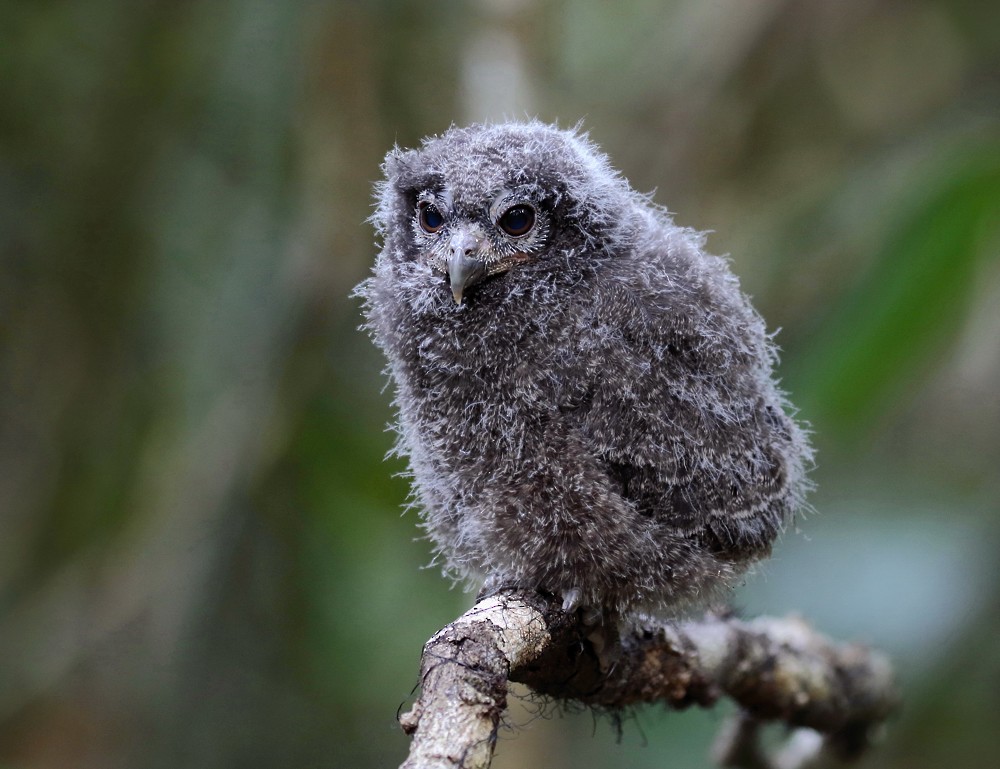 Tawny-bellied Screech-Owl (Tawny-bellied) - Anselmo  d'Affonseca
