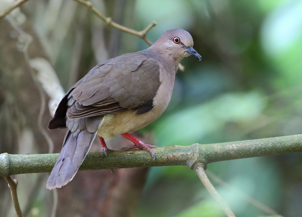 White-tipped Dove (brasiliensis Group) - Anselmo  d'Affonseca