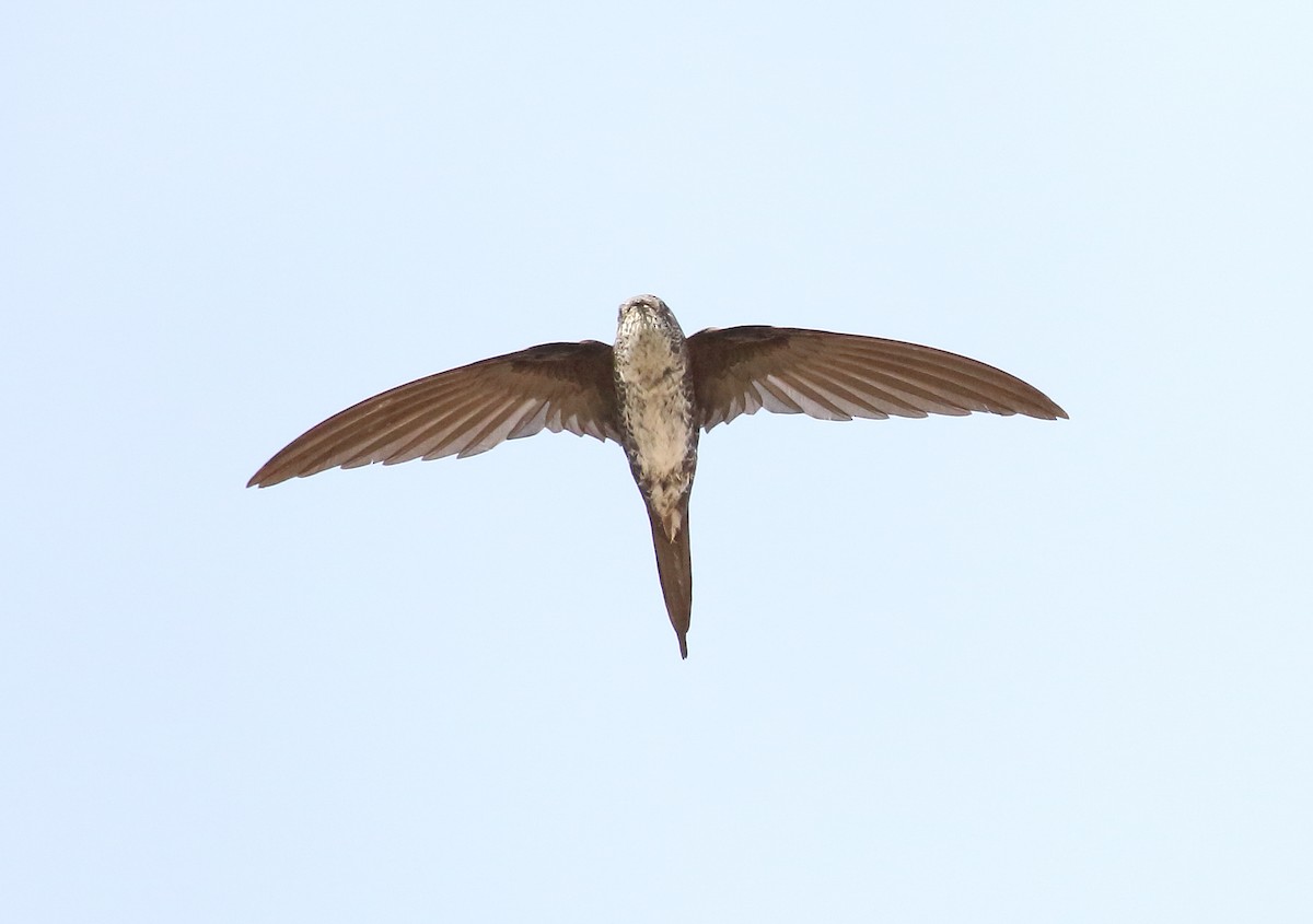 Fork-tailed Palm Swift - ML204135501