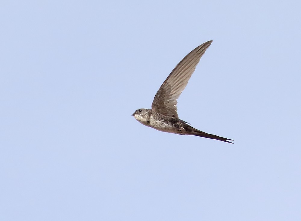 Fork-tailed Palm Swift - ML204135511