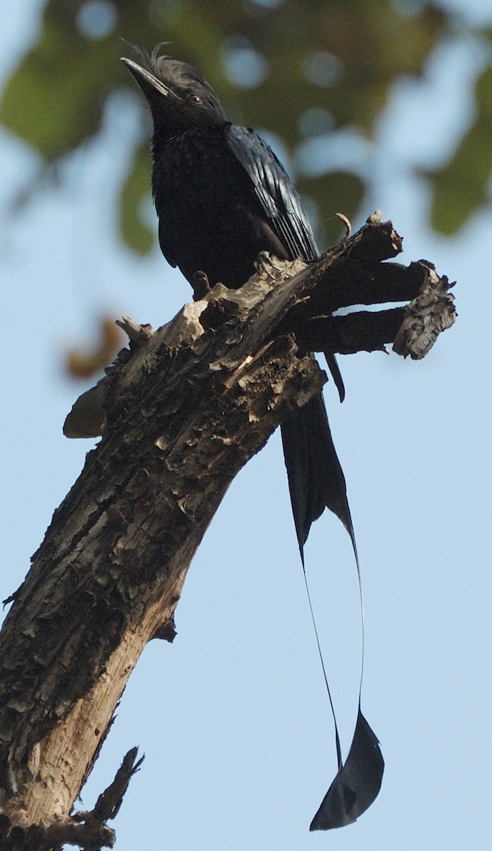 Greater Racket-tailed Drongo - jaysukh parekh Suman