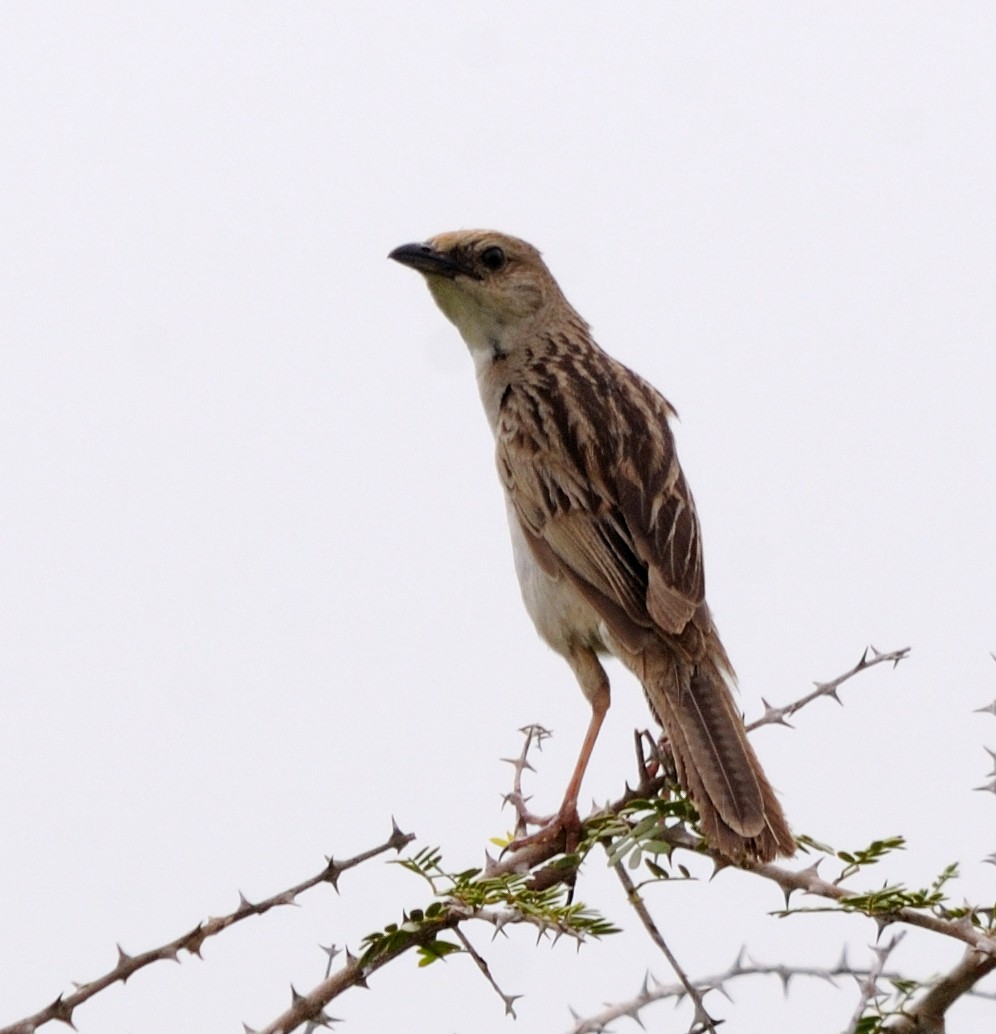 Bristled Grassbird - jaysukh parekh Suman