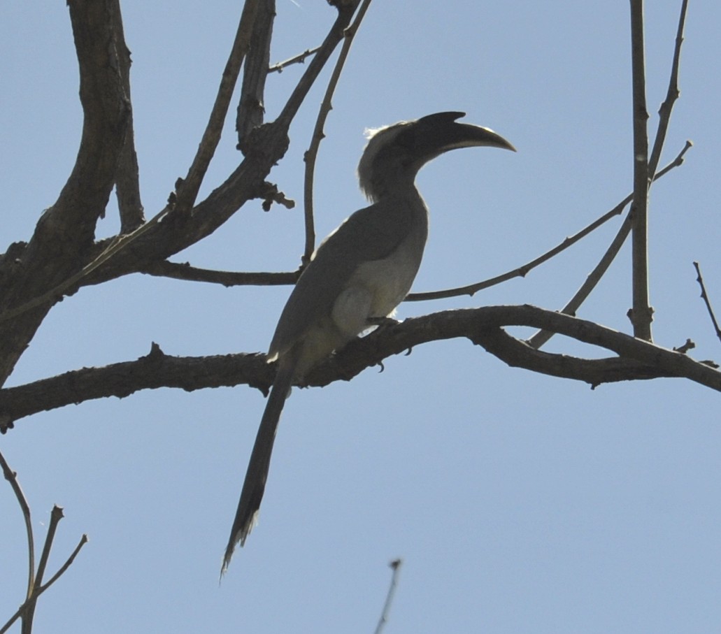 Indian Gray Hornbill - jaysukh parekh Suman