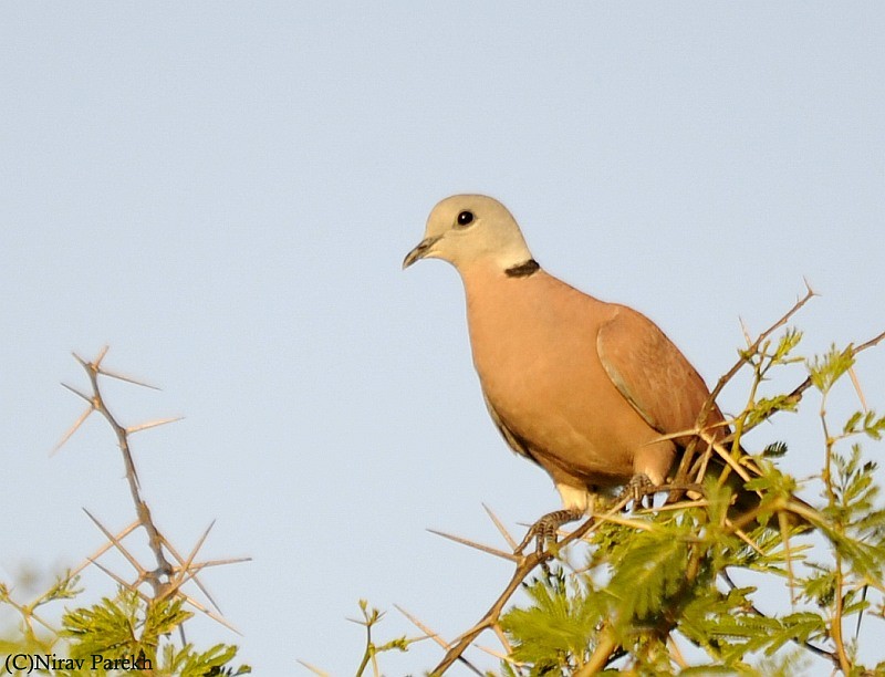 Red Collared-Dove - ML204136111