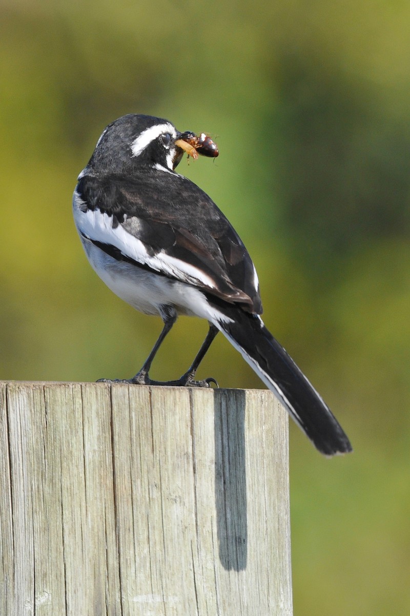 African Pied Wagtail - ML204136461