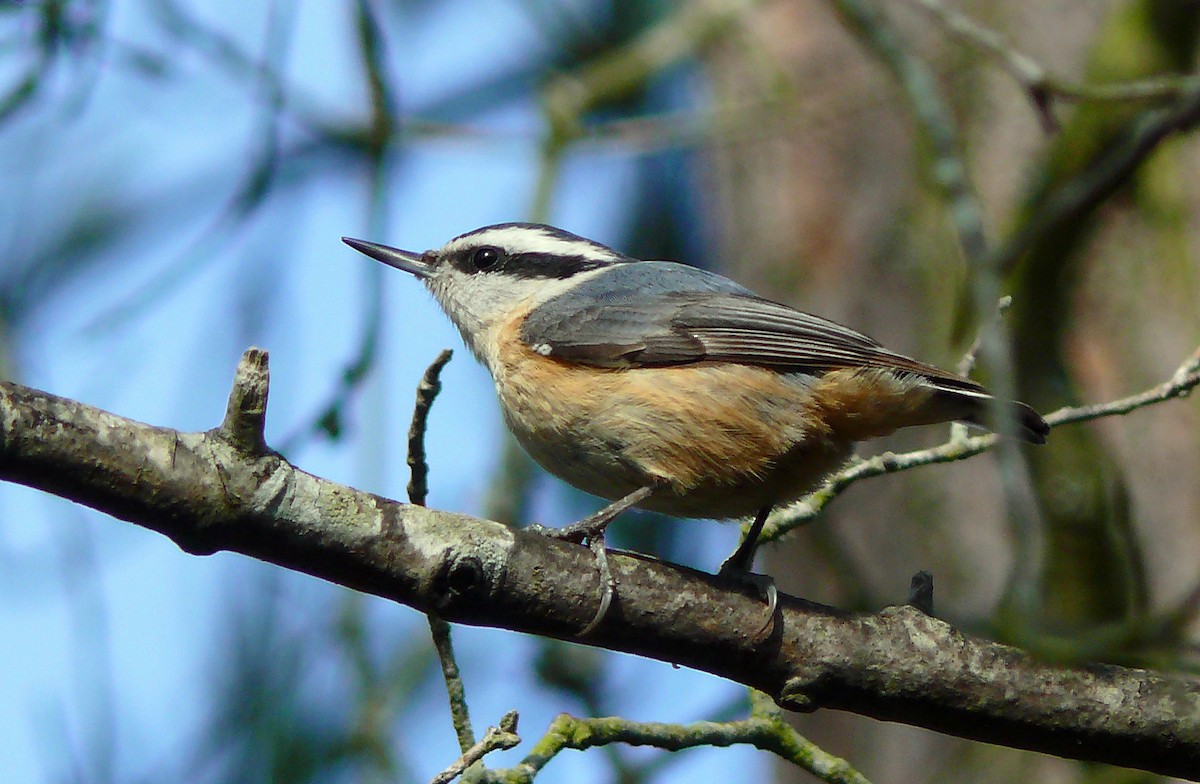 Red-breasted Nuthatch - Larry Meade