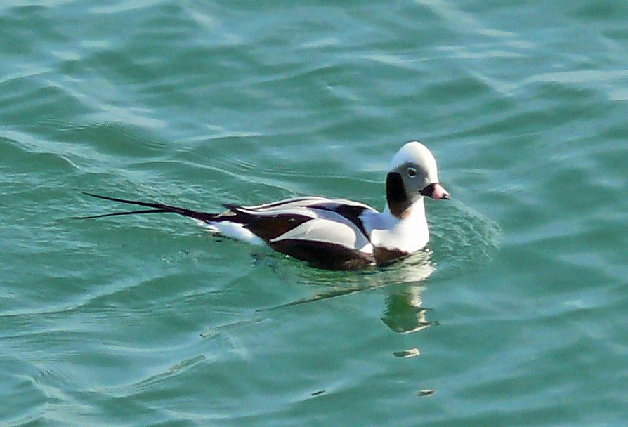 Long-tailed Duck - Larry Meade