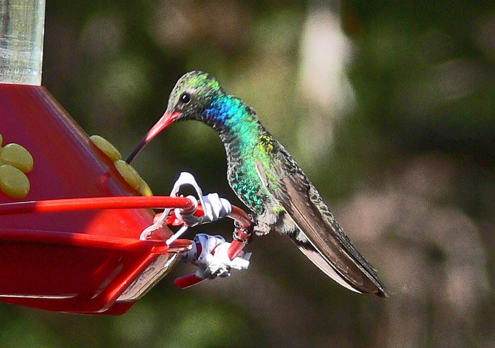 Broad-billed Hummingbird - Larry Meade