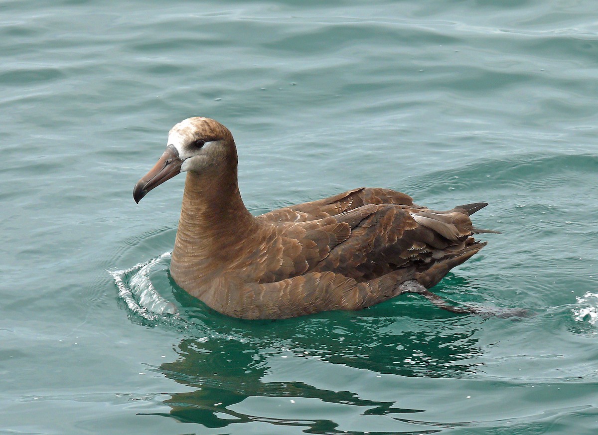 Black-footed Albatross - Larry Meade