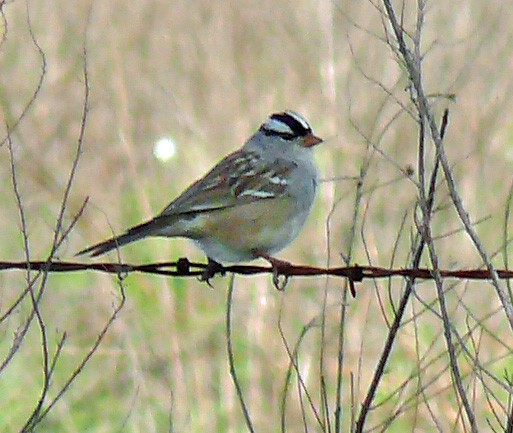 White-crowned Sparrow - Larry Meade
