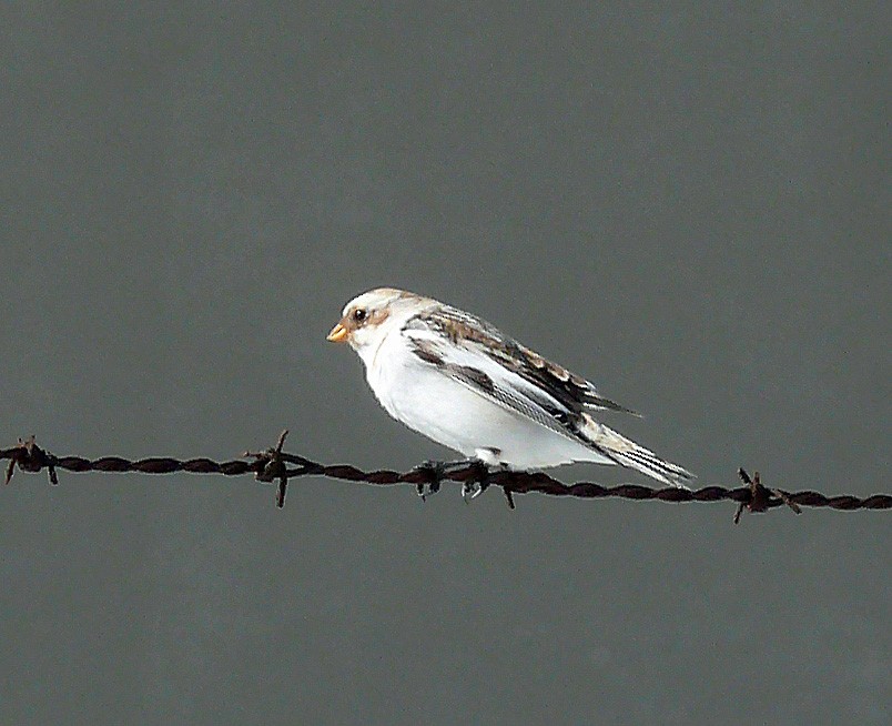Snow Bunting - Larry Meade