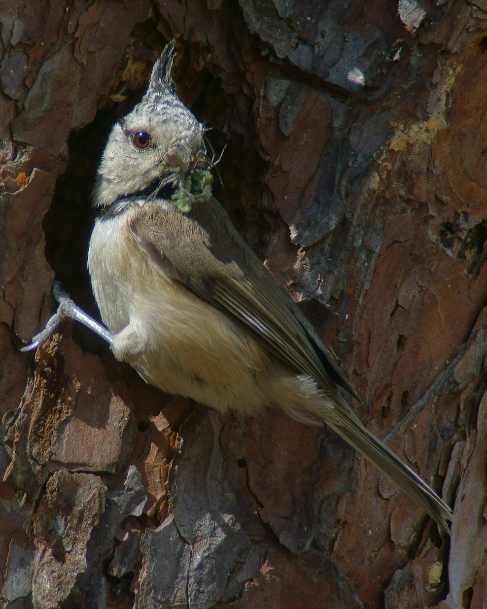 Crested Tit - ML204136641